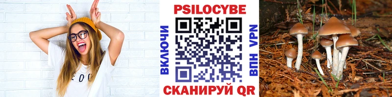 Галлюциногенные грибы Psilocybe  Дятьково 